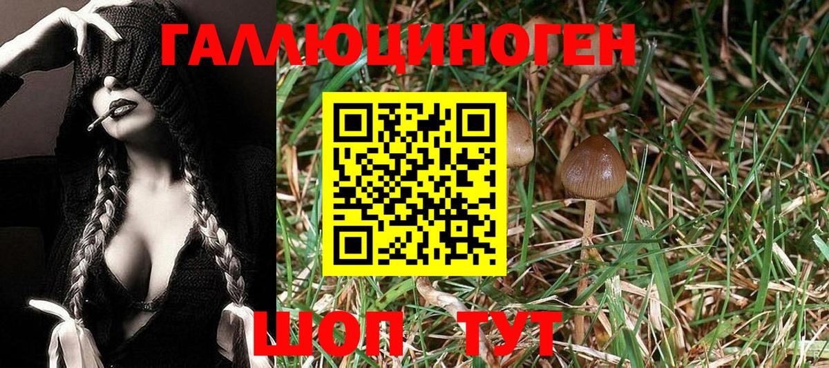 Псилоцибиновые грибы Psilocybe Лосино-Петровский